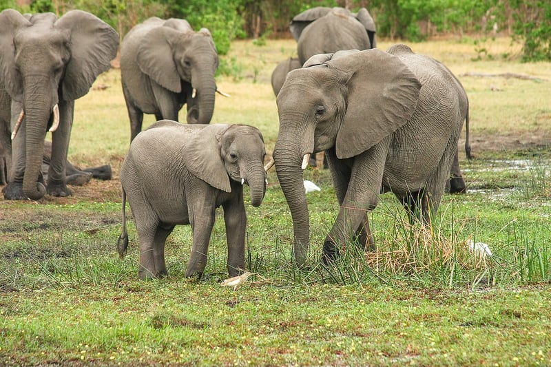 Elephants in Africa