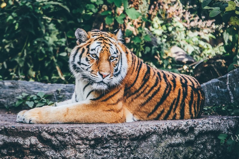 Tiger in the wild