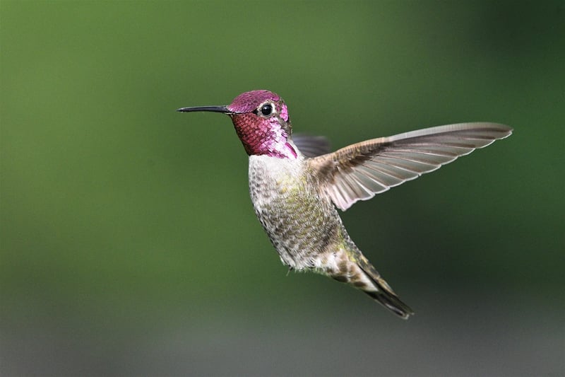 Wildlife Photography